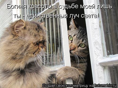 Котоматрица: Богиня красоты,в судьбе моей лишь  ты - единственный луч света!