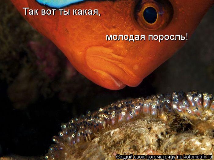Котоматрица: Так вот ты какая, молодая поросль!