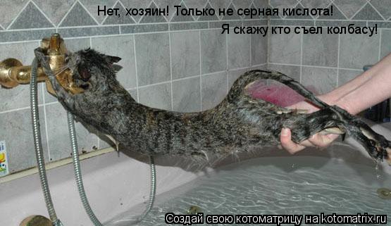 Котоматрица: Нет, хозяин! Только не серная кислота! Я скажу кто съел колбасу!