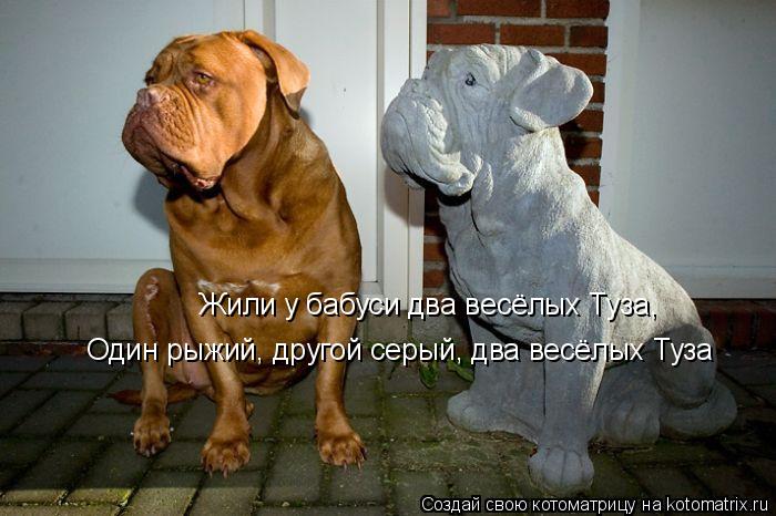 Котоматрица: Жили у бабуси два весёлых Туза, Жили у бабуси два весёлых Туза, Один рыжий, другой серый, два весёлых Туза