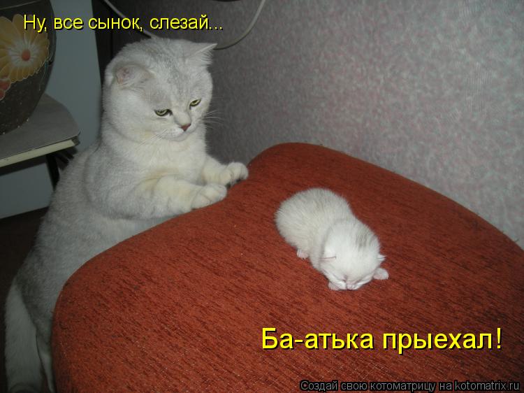 Котоматрица: Ну, все сынок, слезай... Ба-атька прыехал!