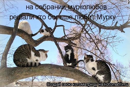 Котоматрица: на собрании мурколюбов решали кто больше любит мурку на собрании мурколюбов  решали кто больше любит Мурку