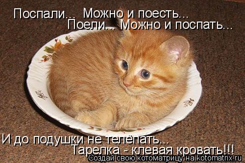 Котоматрица: Поспали... Можно и поесть... Поели... Можно и поспать... И до подушки не телёпать... Тарелка - клевая кровать!!!