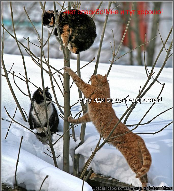 Котоматрица: -а ну иди сюда недоросток! -нет спасибо!Мне и тут хорошо!