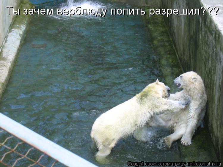 Ты зачем верблюду попить разрешил???... Котоматрица: Ты зачем верблюду попить разрешил???