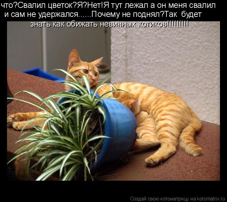 Котоматрица: что?Свалил цветок?Я?Нет!Я тут лежал а он меня свалил и сам не удержался......Почему не поднял?Так  будет  знать как обижать невинных котиков!!!!!!!
