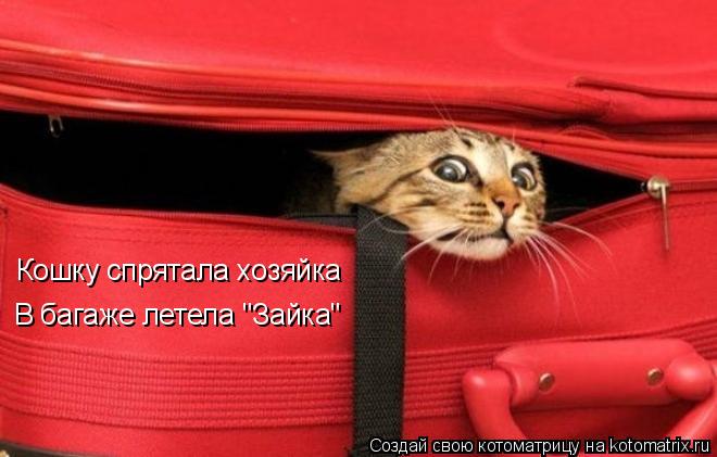 Котоматрица: Кошку спрятала хозяйка В багаже летела "Зайка"