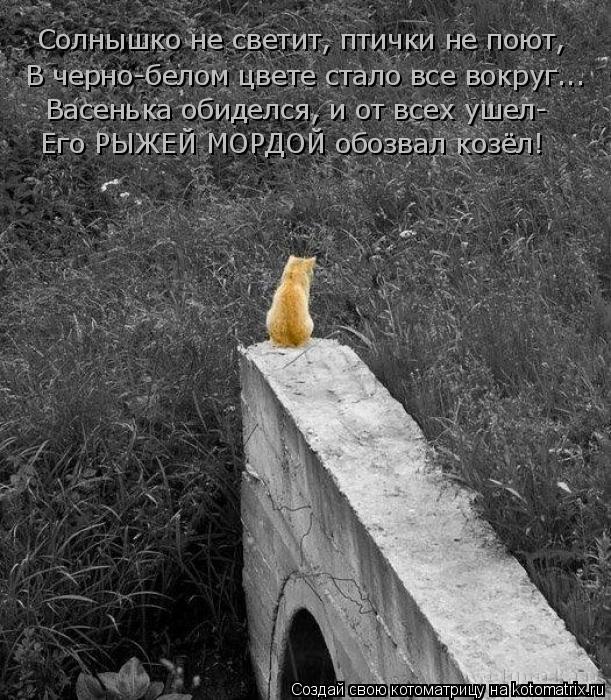 Солнышко не светит, птички не поют, В черно-белом цвете стало все вокруг... Васенька обиделся, и от в... Котоматрица: Солнышко не светит, птички не поют, В черно-белом цвете стало все вокруг... Васенька обиделся, и от всех ушел- Его РЫЖЕЙ МОРДОЙ обозвал козёл!