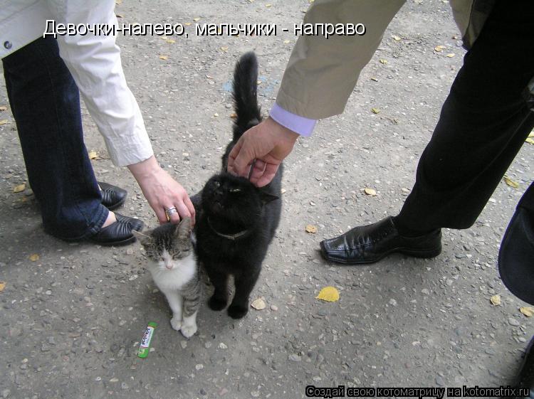 Котоматрица: Девочки-налево, мальчики - направо