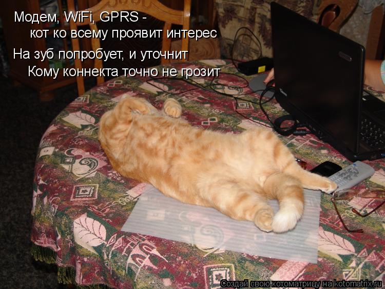 Котоматрица: Модем, WiFi, GPRS -  кот ко всему проявит интерес На зуб попробует, и уточнит Кому коннекта точно не грозит