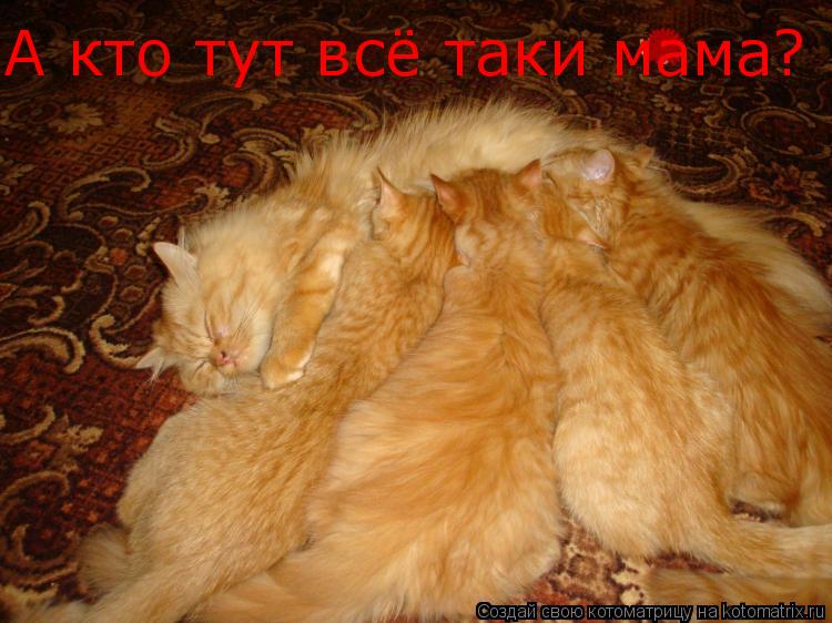 Котоматрица: А кто тут всё таки мама?