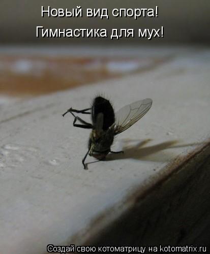 Новый вид спорта! Гимнастика для мух!... Котоматрица: Новый вид спорта! Гимнастика для мух!