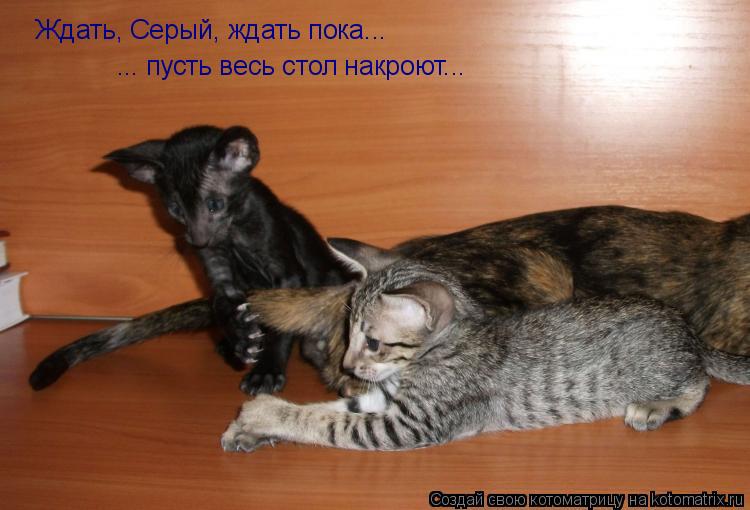 Котоматрица: Ждать, Серый, ждать пока... ... пусть весь стол накроют...