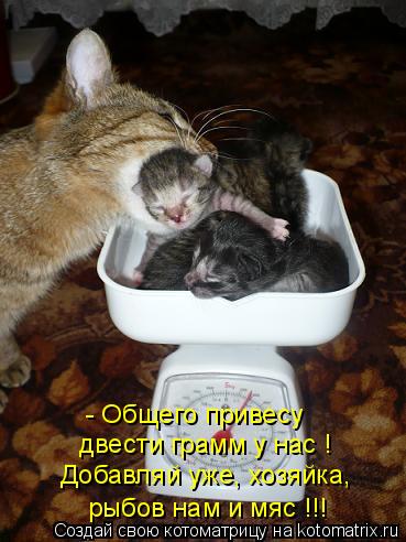 Добавляй уже, хозяйка, рыбов нам и мяс !!! - Общего привесу двести грамм у нас !... Котоматрица: Добавляй уже, хозяйка, рыбов нам и мяс !!! - Общего привесу двести грамм у нас !