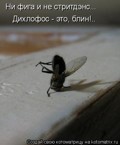 Котоматрица: Ни фига и не стритдэнс... Дихлофос - это, блин!..