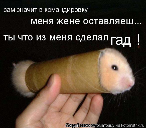 Котоматрица: сам значит в командировку меня жене оставляеш... гад ! ты что из меня сделал