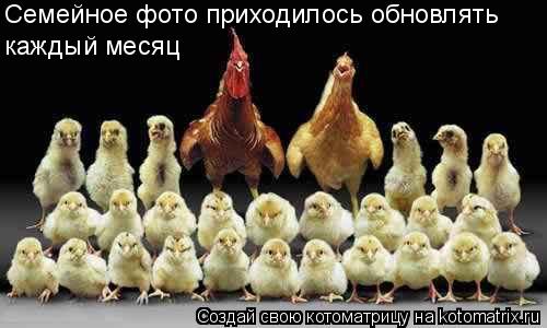 Семейное фото приходилось обновлять каждый месяц... Котоматрица: Семейное фото приходилось обновлять каждый месяц