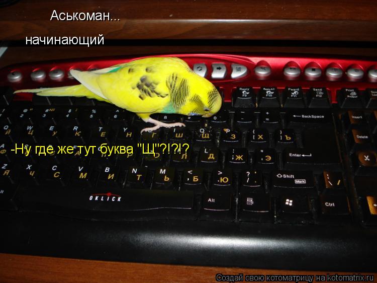 Котоматрица: Аськоман...  начинающий -Ну где же тут буква "Щ"?!?!?