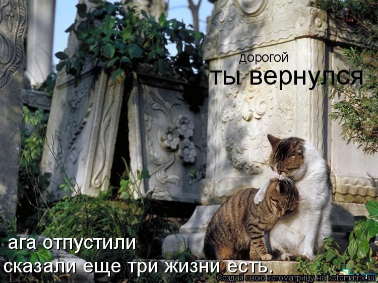 дорогой ты вернулся сказали еще три жизни есть. ага отпустили... Котоматрица: дорогой ты вернулся сказали еще три жизни есть. ага отпустили