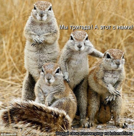 Котоматрица: Мы тригада! А этот с нами!