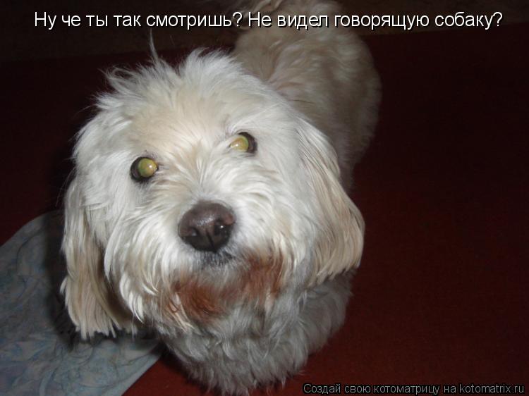 Ну че ты так смотришь? Не видел говорящую собаку?... Котоматрица: Ну че ты так смотришь? Не видел говорящую собаку?
