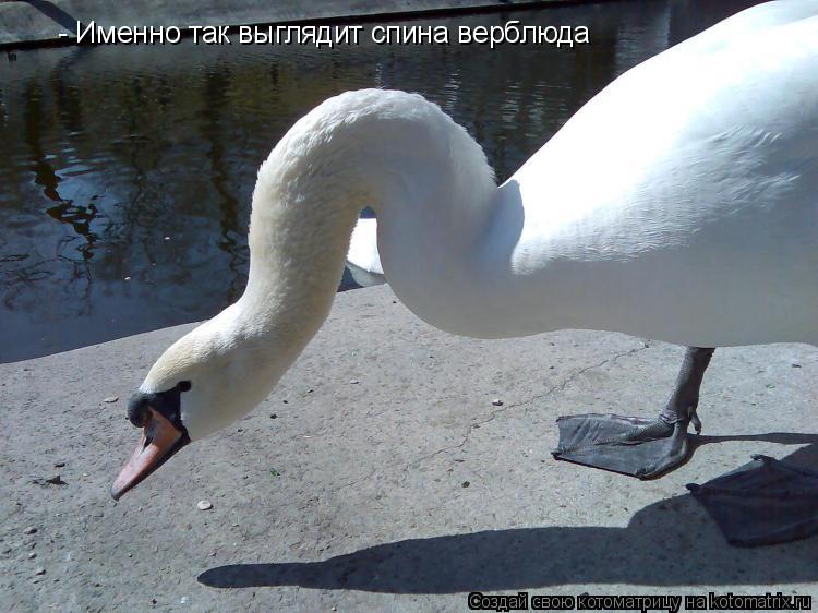 Котоматрица: - Именно так выглядит спина верблюда