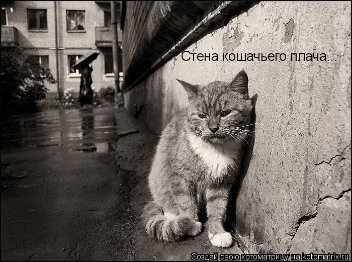 Котоматрица: Стена кошачьего плача...
