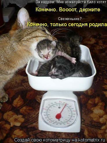 Котоматрица: За кадром: Мне кожалуйста Кило котят Свежинькие? Конечно. Воооот, держите Конечно, только сегодня родила