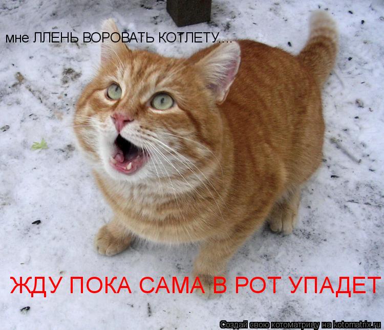 Котоматрица: мне ЛЛЕНЬ ВОРОВАТЬ КОТЛЕТУ.... ЖДУ ПОКА САМА В РОТ УПАДЕТ