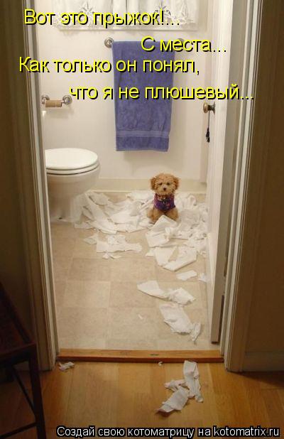 Котоматрица: С места... Вот это прыжок!... Как только он понял, что я не плюшевый...