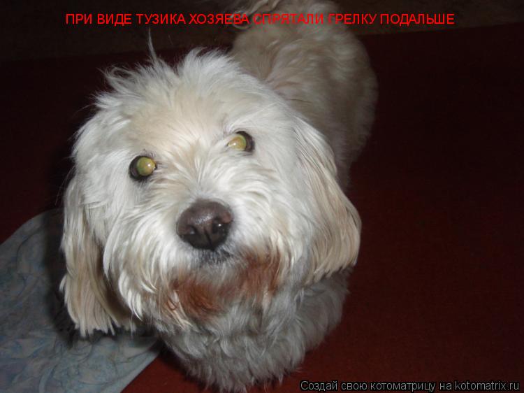 Котоматрица: ПРИ ВИДЕ ТУЗИКА ХОЗЯЕВА СПРЯТАЛИ ГРЕЛКУ ПОДАЛЬШЕ