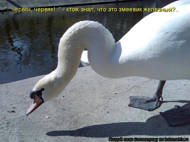 Котоматрица: "...червяк, червяк!.." - ктож знал, что это змеевик железный?..