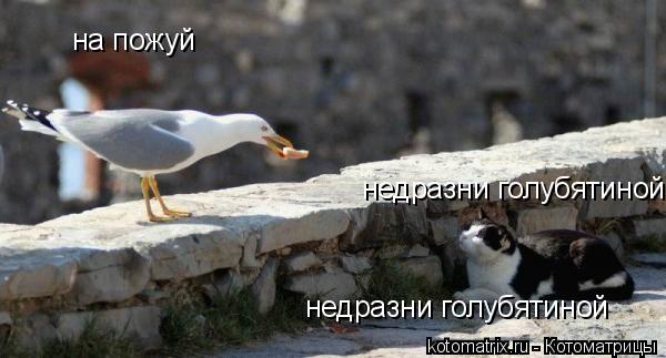 Котоматрица: на пожуй  недразни голубятиной недразни голубятиной