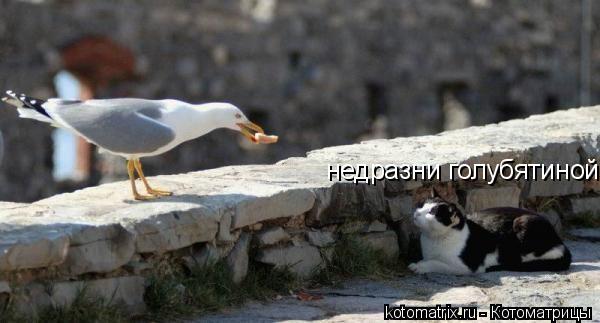Котоматрица: недразни голубятиной