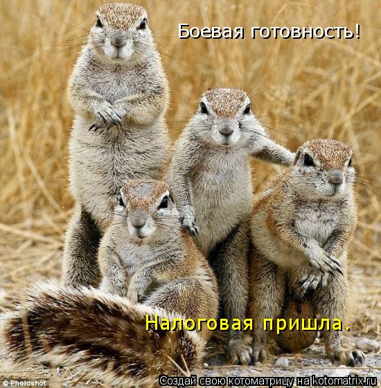 Котоматрица: Боевая готовность! Налоговая пришла.