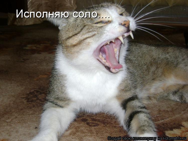 Котоматрица: Исполняю соло....