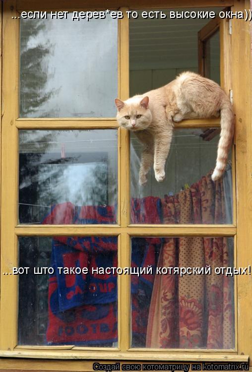 Котоматрица: ...если нет дерев*ев то есть высокие окна)) ...вот што такое настоящий котярский отдых!