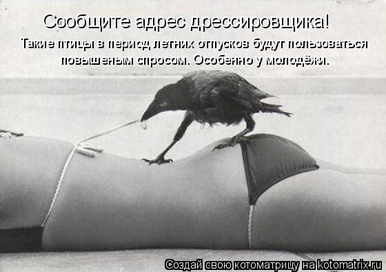 Котоматрица: Сообщите адрес дрессировщика!  Такие птицы в период летних отпусков будут пользоваться повышеным спросом. Особенно у молодёжи.