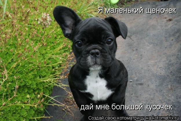 Котоматрица: Я маленький щеночек дай мне большой кусочек