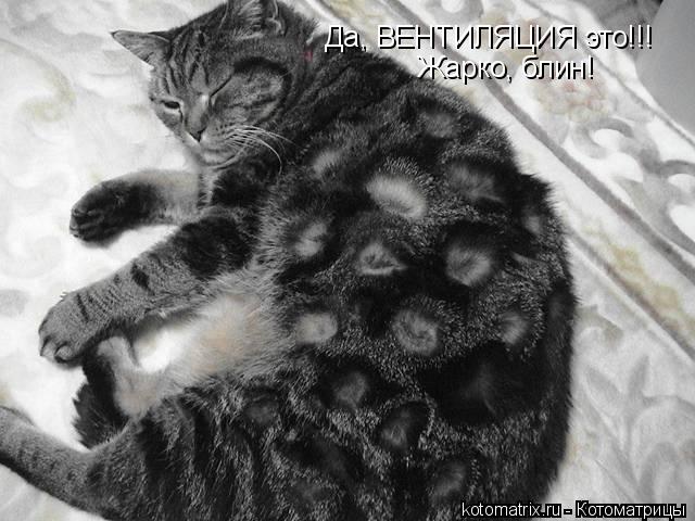 Котоматрица: Да, ВЕНТИЛЯЦИЯ это!!! Жарко, блин!