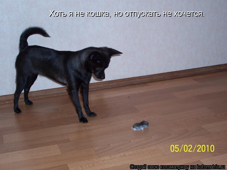 Котоматрица: Хоть я не кошка, но отпускать не хочется.