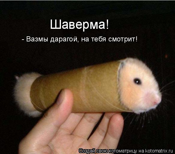 Котоматрица: Шаверма! - Вазмы дарагой, на тебя смотрит!