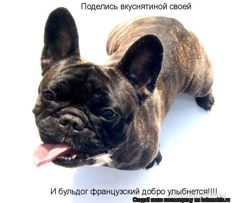 Котоматрица: Поделись вкуснятиной своей И бульдог французский добро улыбнется!!!!