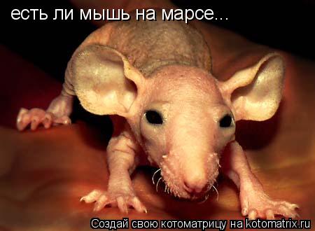 Котоматрица: есть ли мышь на марсе...
