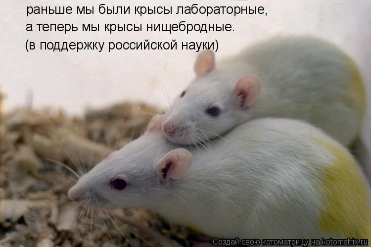 раньше мы были крысы лабораторные, (в поддержку российской науки) а теперь мы крысы нищебродные.... Котоматрица: раньше мы были крысы лабораторные, (в поддержку российской науки) а теперь мы крысы нищебродные.