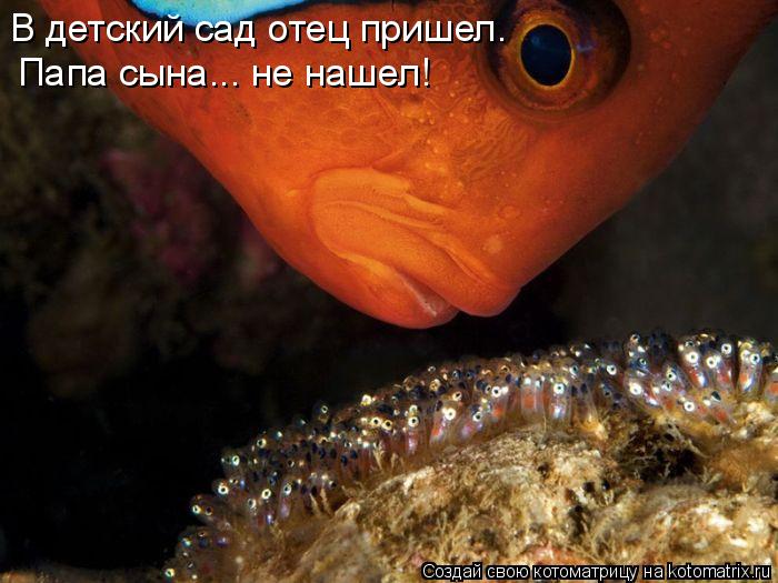 Котоматрица: В детский сад отец пришел.  Папа сына... не нашел!