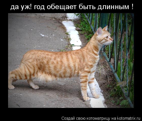 Котоматрица: да уж! год обещает быть длинным !