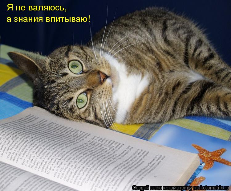 Котоматрица: Я не валяюсь, а знания впитываю!