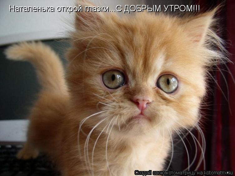 Котоматрица: Наталенька открой глазки...С ДОБРЫМ УТРОМ!!!