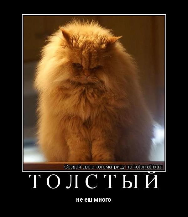 Котоматрица: толстый не еш много